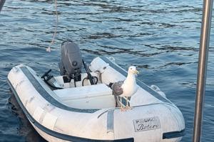 Gommone Pischel Bolero