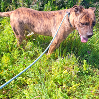 Rommel Pitbull