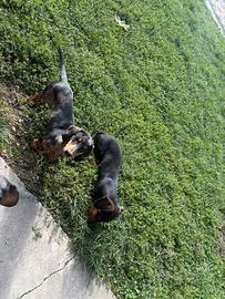 Cuccioli Disponibili