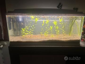 Acquario Askoll completo