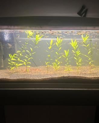 Acquario Askoll completo