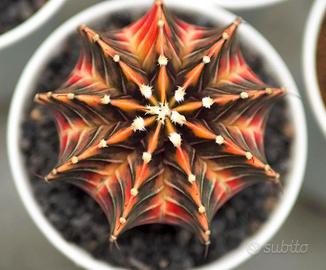 Semi Gymnocalycium variegato, da collezione