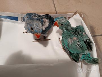 Pulli parrocchetti dal collare