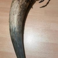 antico corno porta utensili