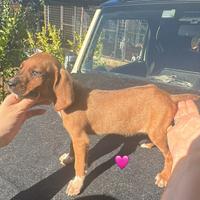 Cuccioli Segugi maremmani caccia