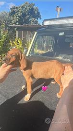 Cuccioli Segugi maremmani caccia