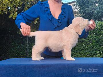 Cucciolo maschio di Golden retriever