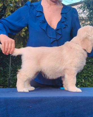Cucciolo maschio di Golden retriever