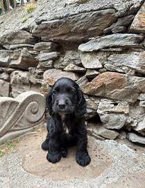 Cuccioli di cocker