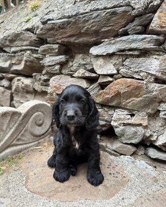 Cuccioli di cocker