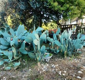 Pianta fico d'india del Gargano 