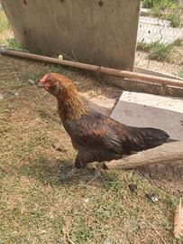 Gallo tipo araucana