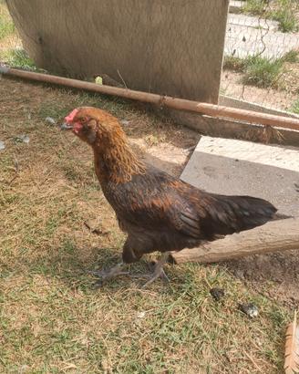 Gallo tipo araucana