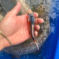 Carpe koi