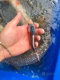 Carpe koi
