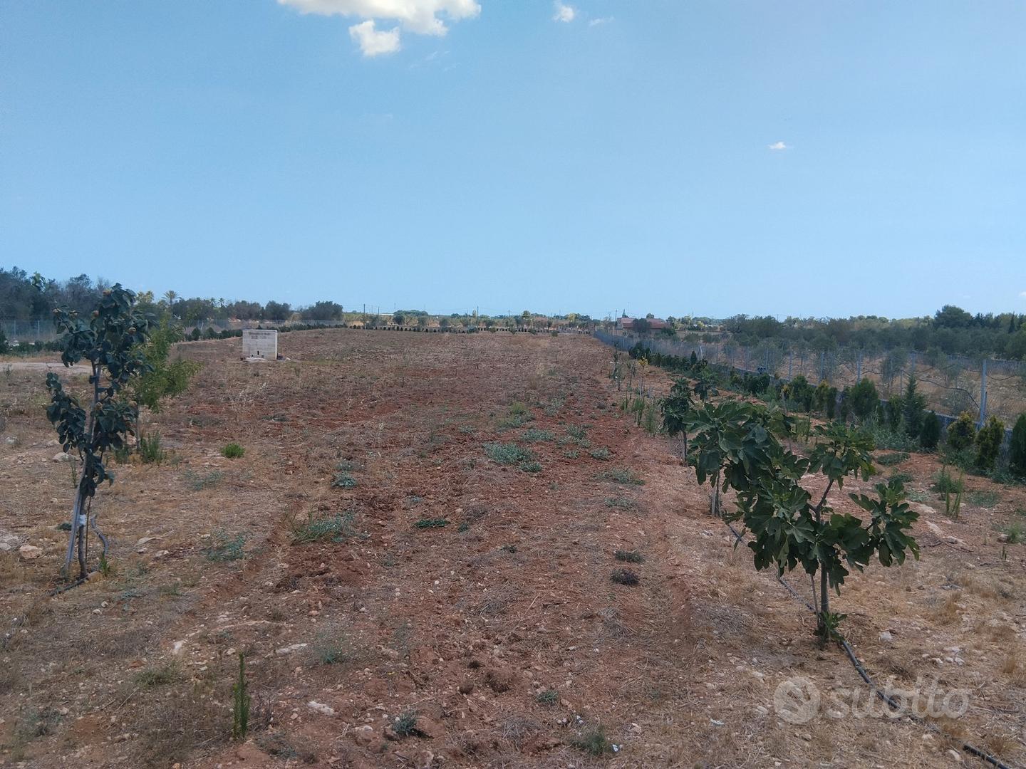 Terreno agricolo, zona Porto Cesareo - Vista 5
