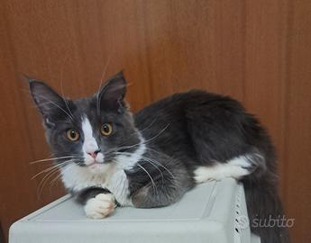 Cucciola maine coon