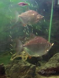 Due Piragna piu un pulitore