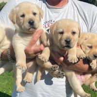 Labrador Cuccioli