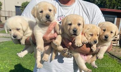 Labrador Cuccioli