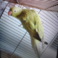 Parrocchetto Dal Collare