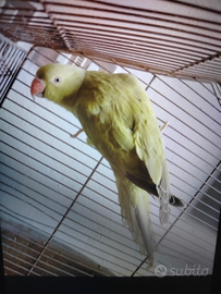 Parrocchetto Dal Collare