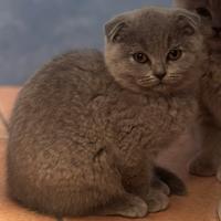 Scottish Fold