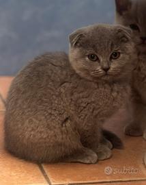 Scottish Fold