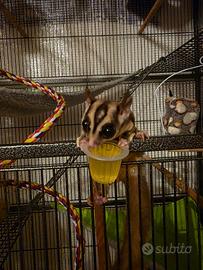 Petauri dello zucchero