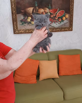Scottish fold è straight
