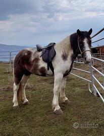 Cavallo Maschio di 4 anni
