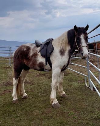 Cavallo Maschio di 4 anni