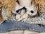 Immagine 4