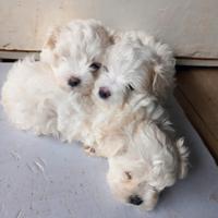 Cuccioli Maltesi