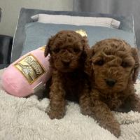 Cuccioli barboncini mini toy maschi e femmine