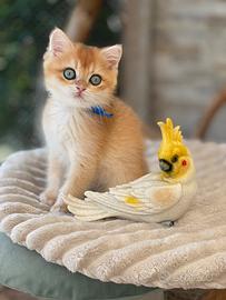 British Shorthair