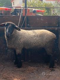 Pecore Suffolk