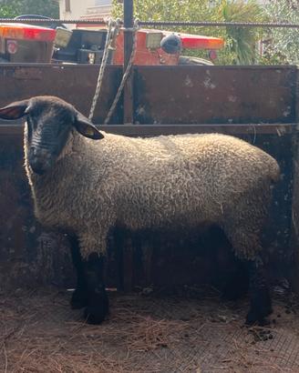 Pecore Suffolk