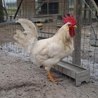 Galli Livorno bianca