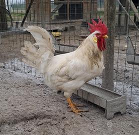 Galli Livorno bianca
