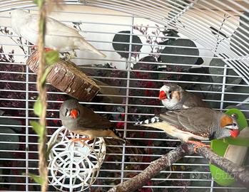 Famiglia di 4 diamantini