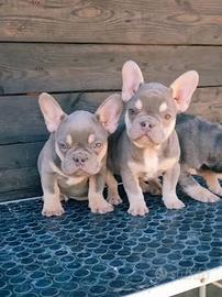 Bulldog francese