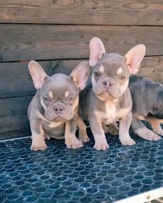 Bulldog francese