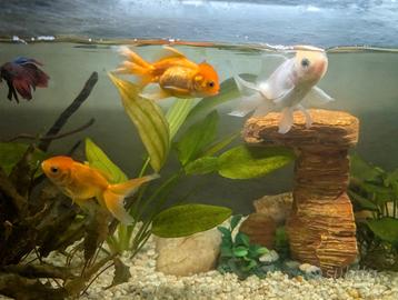 Acquario + pesci