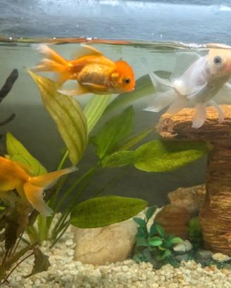 Acquario + pesci