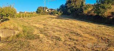 Terreno agricolo collinare