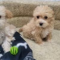 Cuccioli maltipoo maschi e femmine