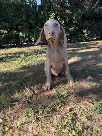 Cuccioli weimaraner