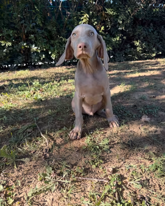 Cuccioli weimaraner