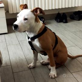 Cucciolo di Pitbull